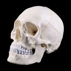 Tête de squelette modèle grandeur nature de crâne humain anatomique enseignement médical