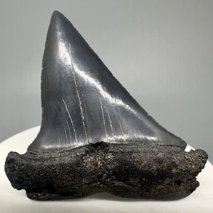 Wide Complete Blue/Gray 2.16" Fossil EXTINCT MAKO Tooth - SC, USA - Picture 1 of 4