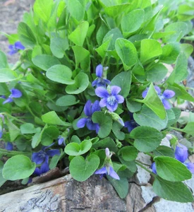 Viola Adunca : 35 Seeds : Early Blue Violet : N America Wildflower - Picture 1 of 3