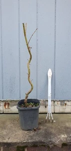 Japanese Maple Bonsai - Picture 1 of 6