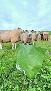 bikebag Fahrradtasche grün mit MOIN Schriftzug mit weissem Siebdruckprint - Bild 1 von 4