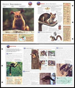 Fold-Out Sheet - Giant Squirrels - 308 - Picture 1 of 1