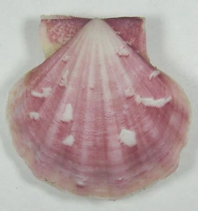 ESPECIMEN PECTEN GLABER 44,36 mm SUPER ELECCIÓN de Sicilia, Mar Jónico, años 80 - Imagen 1 de 2