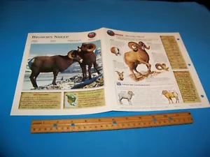 Bighorn Schaf Foto / Informationsseite Wildlife Explorer 1998 - Bild 1 von 3