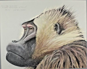 1926-30 Louis Fuertes Gelada Baboon Print Special Publication Abyssinian Mammal - Picture 1 of 8