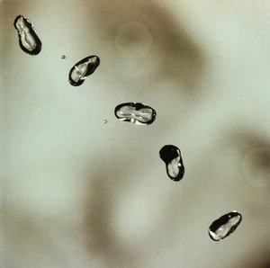 Peter Gabriel-SACD: "Up" - Bild 1 von 2