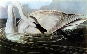 Trumpeter Swan 15x22 Hand Numbered Ltd. Edition Audubon Bird Art Print - Picture 1 of 1