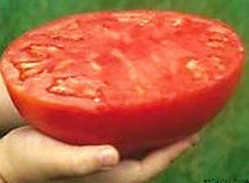SUPER BISTEC - TOMATE GIGANTE, FRUTAS DE MÁS DE 3 KG, 50 SEMILLAS + REGALO - Imagen 1 de 3
