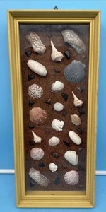 Hand Crafted Framed Sea Shell & Shark  Artwork Beach Nautical Decor - Picture 1 of 7