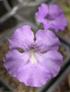 Baby Pinguicula HANKA Bundle of 3 young plants - Picture 1 of 2