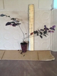 6 Ruby Loropetalum - Picture 1 of 2