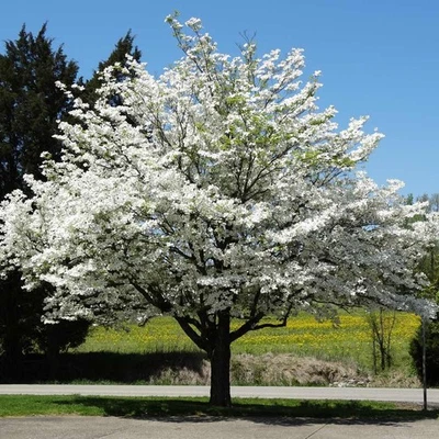 5 белых кизиловых деревьев — Cornus Florida — высота 12–24 дюйма - Изображение 1 из 4