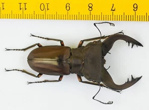 LUCANIDAE - Hirschkäfer - Cyclommatus pulchellus (51mm+) - Morobe (P.N.G) - 9545 - Bild 1 von 1