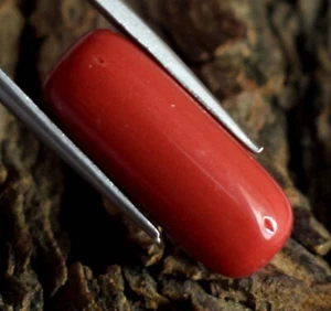 Corallo Rosso Italiano Naturale 10,45 Ct Gemma Cilindrica Certificata B89403 - Foto 1 di 8
