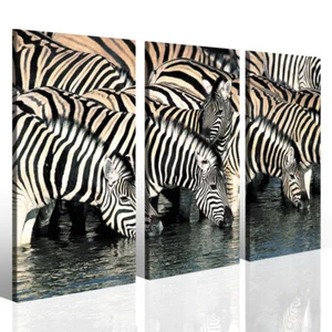 Stampe canvas Zebra quadro animali savana quadri per arredamento moderno - Foto 1 di 1