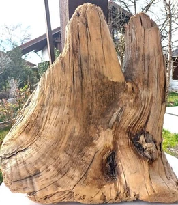 schön geformtes XL - Treibholz / Schwemmholz, 58 x 49 x 29 cm - Bild 1 von 12