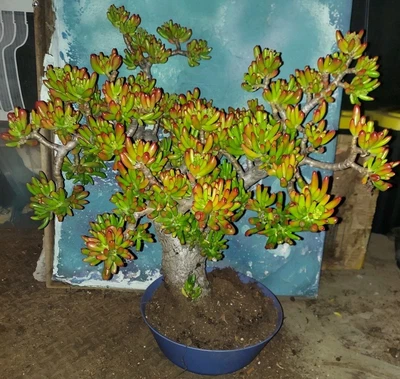 Bonsai Trumpet Jade Crassula Gollum 24" Tall 3" Thick Trunk Beautiful Blooming - Image 1 of 4