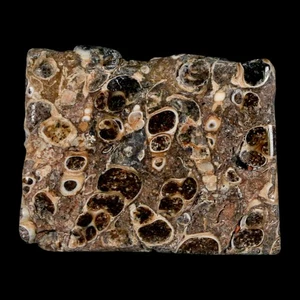 2.1" Polished Cut Slab Of Fossil Turritella Shells Eocene Age Wyoming Gastropod - Picture 1 of 7