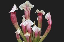 Sarracenia 'Eva' Carnivorous plants/plantes carnivores