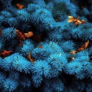 Cedrus atlantica Glauca, Blue Atlas Cedar, Bonsai - 10 to 100 - Picture 1 of 13