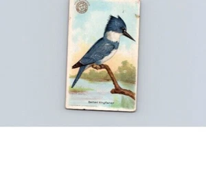 1918 Arm & Hammer Useful Birds America Second Series Belted Kingfisher No 26 - Picture 1 of 2