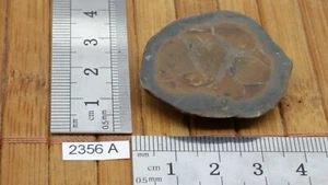 Moitié de nodule de SEPTARIA tranche naturel lithotherapie collection mineraux - Imagen 1 de 1