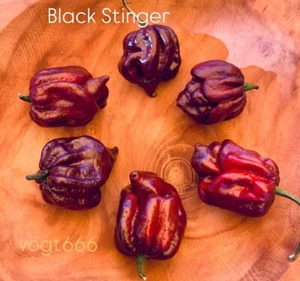 Black Stinger Chili Samen sehr scharfe ergibige Sorte 10+ - Bild 1 von 2