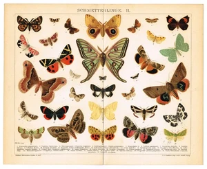 MOTTE Schmetterlinge 1898 Antik Vintage Original Druck Motten Schmetterlinge - Bild 1 von 7