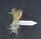 Turbinicarpus polaski San Luis Potosi, La Bonita,  read description!