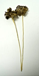 (2) Vintage Glas Französisch Rocailles Blumen Stiele Gold Perlen Hand Perlen ~ 15"-16"L - Bild 1 von 11