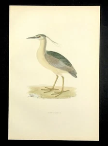 Garza Nocturna 1891 Impresión Original Morris Impresión Original Color Mano British Birds - Imagen 1 de 2