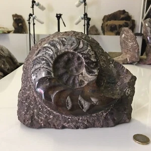 Ammonite Fossil Moroccan Devonian Period /Ammonoid in Matrix No.30 - Picture 1 of 3