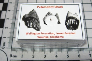 Fósil Pérmico de Oklahoma bicúspide petalodonte diente de tiburón en vitrina #1 - Imagen 1 de 4