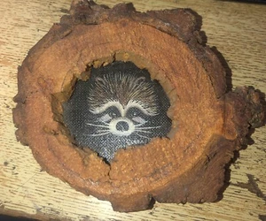 Waschbär Gemälde SL LARA 70er-80er Jahre mit Holz komponiertem Rahmen & Aufhänger Kunstwerk - Bild 1 von 2