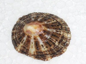 PATELLA RUSTICA TOLLES MUSTER, MONSTER - Bild 1 von 2