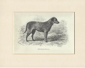 BEDLINGTON TERRIER OLD VINTAGE 1930's DOG PRINT READY MOUNTED - Picture 1 of 1