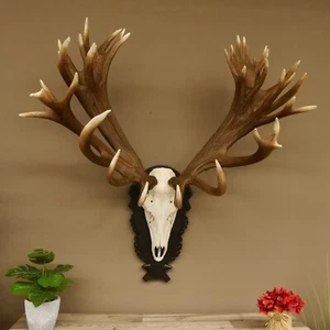 Rothirschgeweih unger. 42 ender Hirsch H 122 cm Stangen Hirschgeweih mit Schild - Imagen 1 de 10