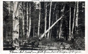 Grand Canyon RPPC National Forest North Rim 1921 AZO Unused - Picture 1 of 2