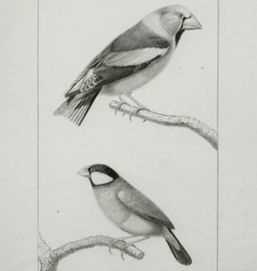 GROS BEC, PADDA Gravure Originale circa 1800 Travies et Oudet - Picture 1 of 2