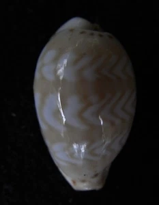 Seashell Cypraea ziczac 13-15 mm gema/F++ - Imagen 1 de 3