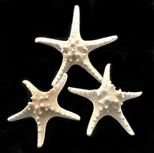 12 X-Large Knobby White Starfish 6"+ Beach Cottage Wedding Decor Nautical Crafts - Picture 1 of 6