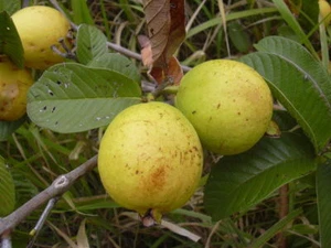 Yellow Strawberry Guava - 10+ seeds - Psidium littorale - TROPICAL FRUIT! Gx 013 - Picture 1 of 1
