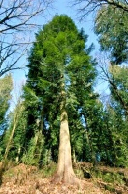 20 LAWSON CYPRESS SEEEDS -  Chamaecyparis lawsoniana - Image 1 of 3