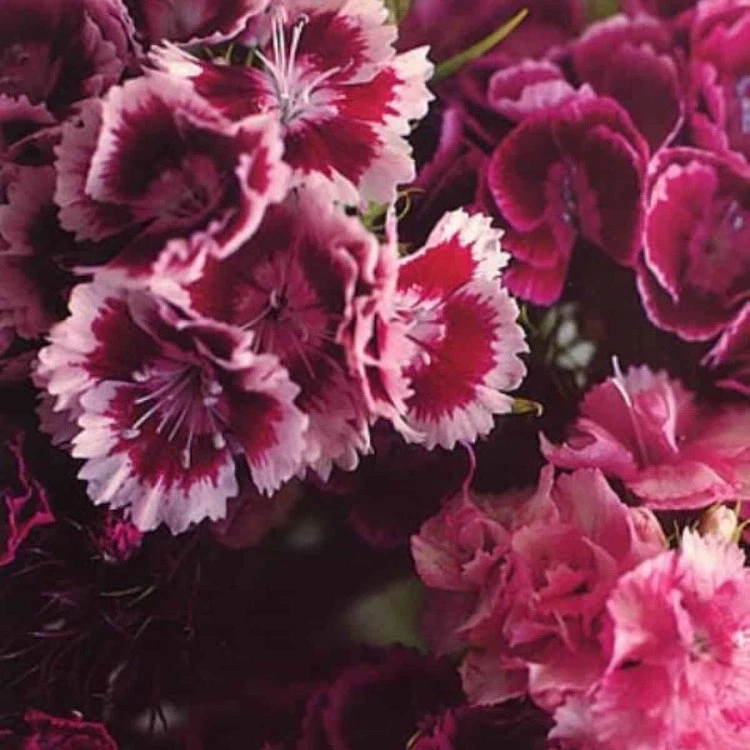 Biff Bang Pow The Girl Who Runs the Beat Hotel (Vinyl) 12" Album Coloured Vinyl - Photo 1/1