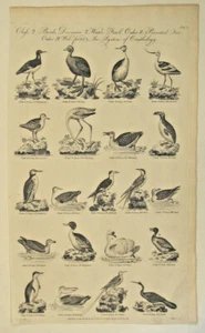 Wasservögel ORNITHOLOGIE Original Kupferstich von 1789 FLAMINGO Pelikan ALBATROS - Bild 1 von 7
