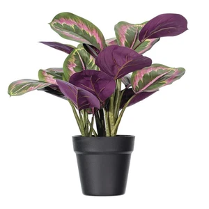16 Calathea roseopicta im schwarzen Topf - Bild 1 von 3