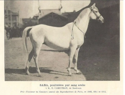 Postal Caballo Árabe "Saba" Caballo 4X6. Foto 1 de 2