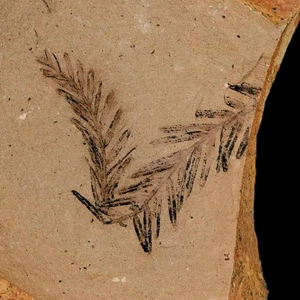1.1" Detailed Fossil Plant Leafs Metasequoia Dawn Redwood Oligocene Age MT COA - Picture 1 of 7