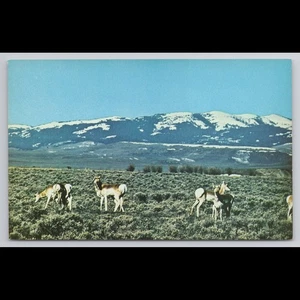 Vintage Wyoming Pronghorn Antelope Postcard 1961 Unposted Scenic Collectible - Picture 1 of 4