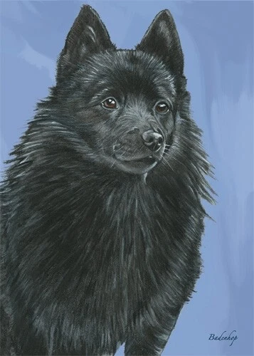 Пустая карточка Schipperke - Изображение 1 из 1